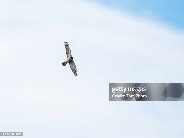 Bird Of Prey In Flight At Sky Eurasian Sparrowhawk Stock Foto Getty bird-of-prey-in-flight-at-sky-eurasian-sparrowhawk-stock-foto-getty
