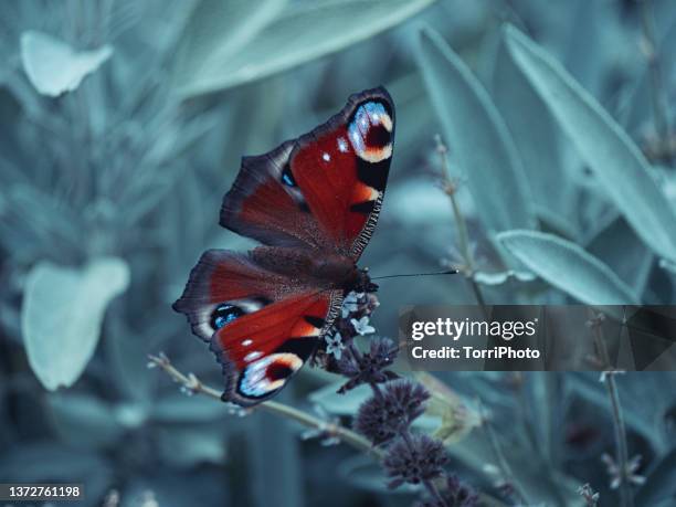 close-up red butterfly perching on flower against blue background - red salvia stock pictures, royalty-free photos & images