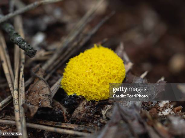 close-up of yellow slime mold - plasmódio - fotografias e filmes do acervo