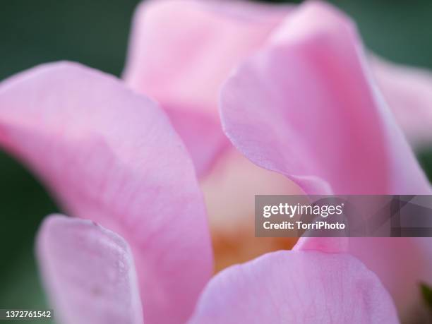 macro shot of pink wild rose petals - wild rose stock pictures, royalty-free photos & images