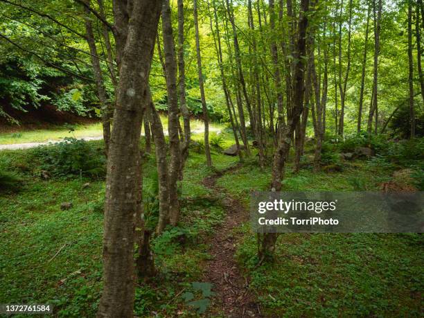 hiking trail through the summer green beech forest - nature reserve bildbanksfoton och bilder