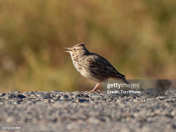close-up brown bird standing in the road. crested lark - galerida cristata stock pictures, royalty-free photos & images