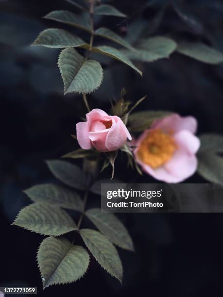 Closed Wild Roses Wild Rose Background Photos and Premium High Res Pictures - Getty Images
