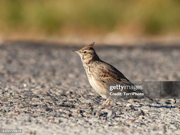 close-up brown bird standing in the road. crested lark - galerida cristata stock pictures, royalty-free photos & images