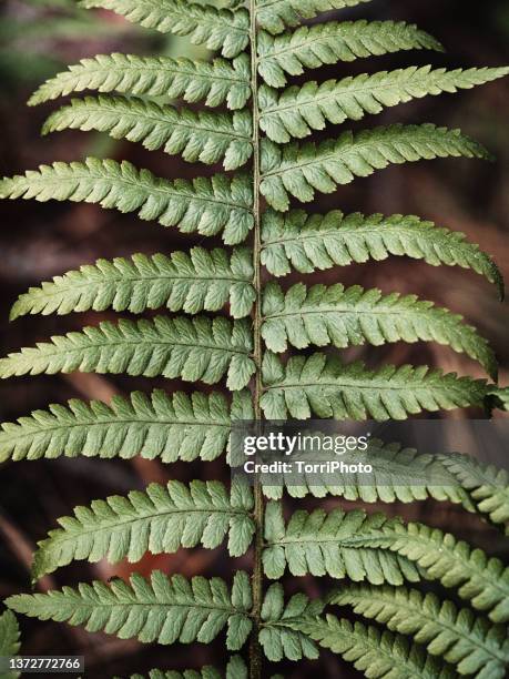 close-up fern leaf in dark tones - ukraine landscape stock pictures, royalty-free photos & images