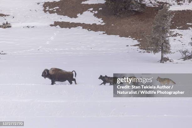Wolf Chasing Photos and Premium High Res Pictures - Getty Images