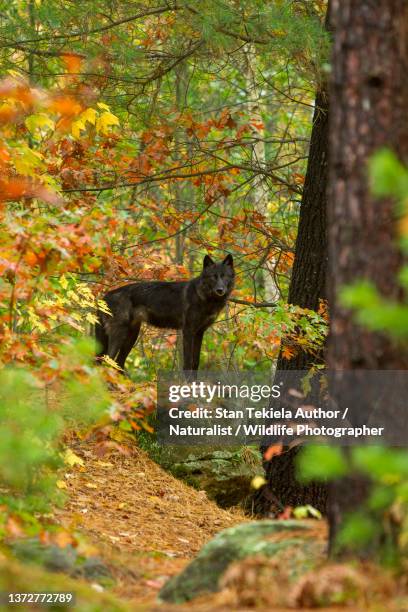 gray wolf in autumn woods - woodland creatures stock pictures, royalty-free photos & images