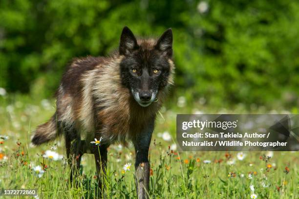 Wolves Spring Images Grey Wolf Spring Photos and Premium High Res Pictures - Getty Images