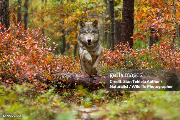 gray wolf jumping over log in autumn woods - wolf stock pictures, royalty-free photos & images