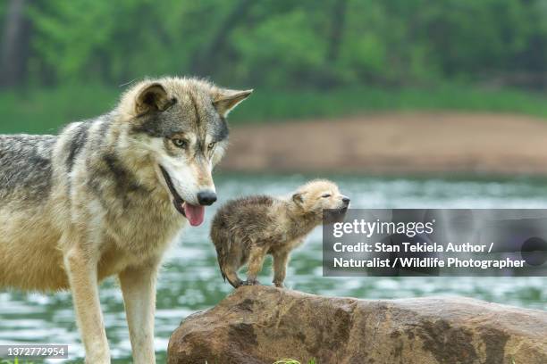 gray wolf pup and adult - jungtier stock-fotos und bilder