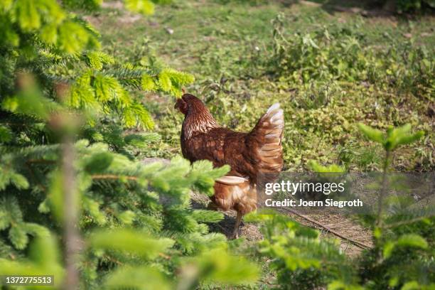 chicken in the garden - red hot summer party foto e immagini stock