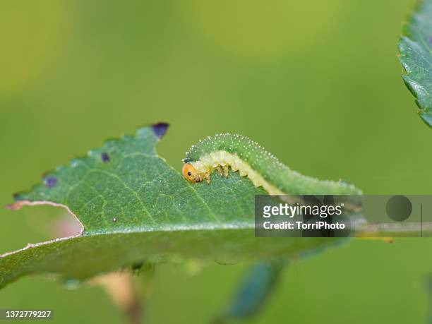 close-up of green caterpillar on fresh rose leaf against blurred background - leaflitter stock-fotos und bilder
