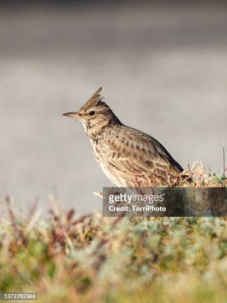 close-up brown bird perching on the lawn. crested lark - galerida cristata stock pictures, royalty-free photos & images