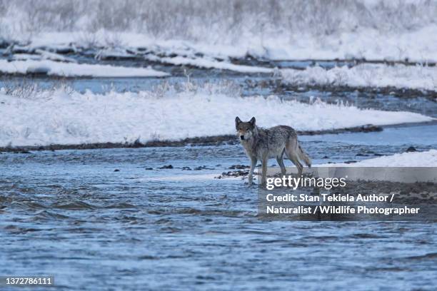 gray wolf at rivers edge in winter - yellowstone national park stock pictures, royalty-free photos & images