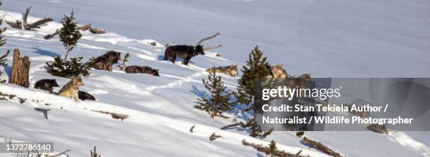 gray wolf pack in snow - yellowstone national park wolf stock pictures, royalty-free photos & images