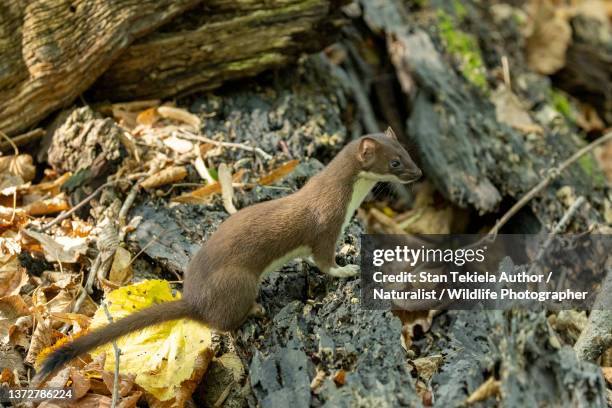 Weasel 1,595 Picture Of Weasel Animal Stock Photos, High-Res Pictures, and ...