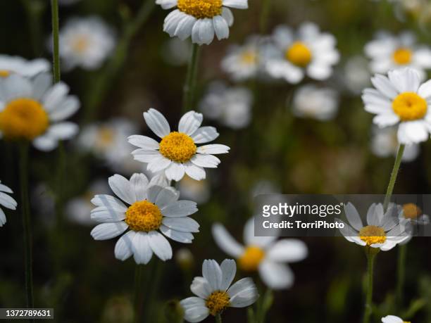 daisy flowers in forest close-up - chamomile plant stock pictures, royalty-free photos & images