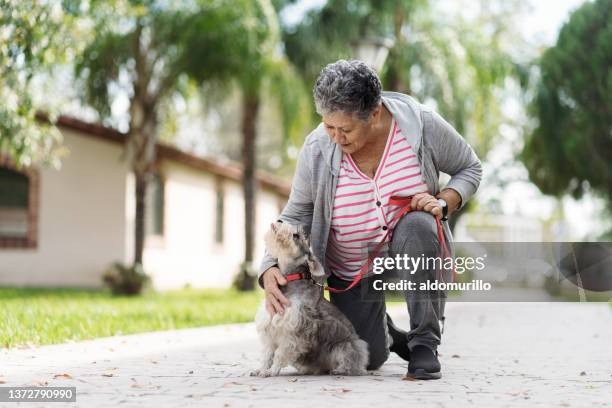 affectionate senior woman outdoor with her dog - older people walking a dog stock pictures, royalty-free photos & images