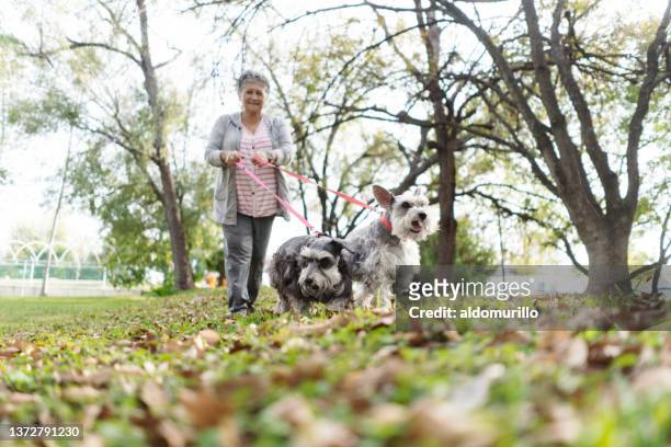 senior female walking dogs - older people walking a dog stock pictures, royalty-free photos & images