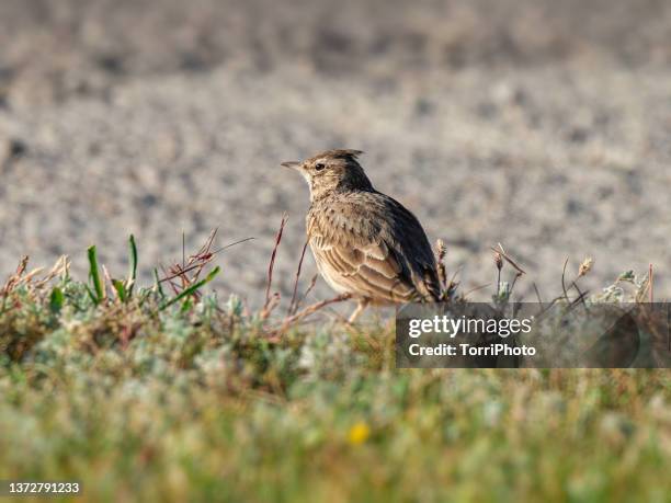 close-up brown bird perching on the lawn. crested lark - galerida cristata stock pictures, royalty-free photos & images