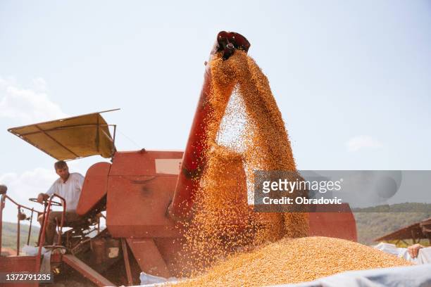 combine harvester pours wheat  maize seeds - soybean harvest stockfoto's en -beelden