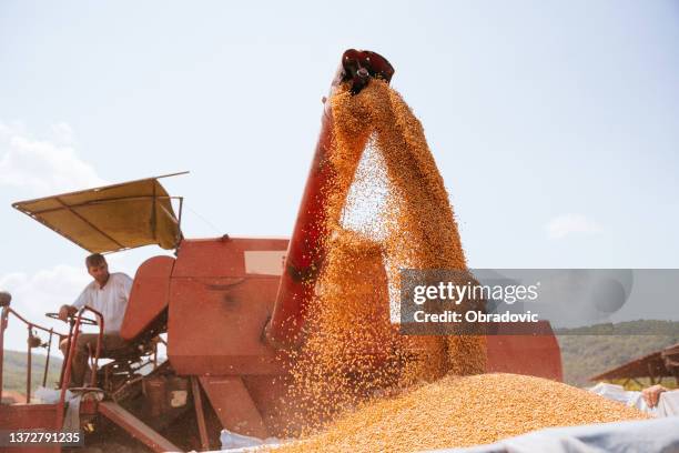 combine harvester pours wheat  maize seeds - fall harvest bildbanksfoton och bilder