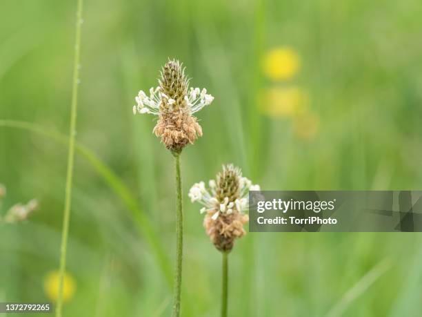 close-up two white wildflowers with stamen against green background - plantago lanceolata stock pictures, royalty-free photos & images