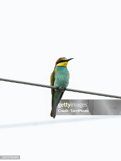 colorful tropical bird perched on wire against white background - yellow perch stock-fotos und bilder