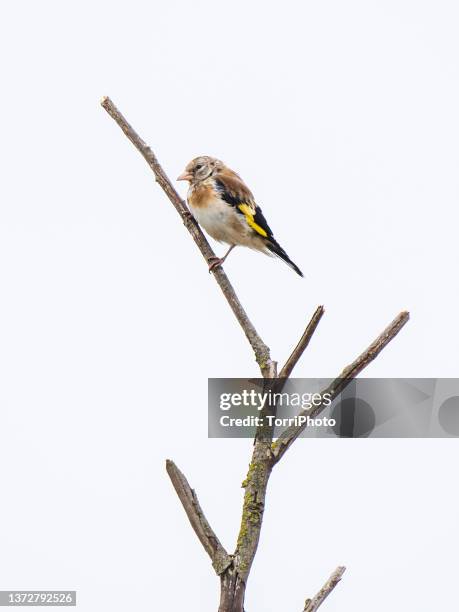 juvenile goldfinches perching bare tree branch - mus stockfoto's en -beelden