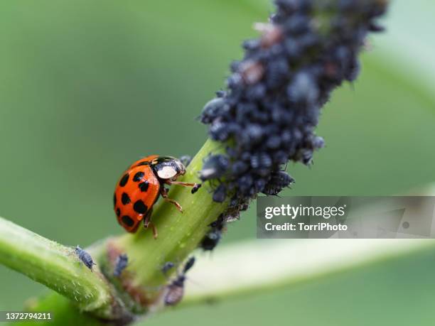 ladybug on the plant stem overflowing with aphids - eat insect fotografías e imágenes de stock