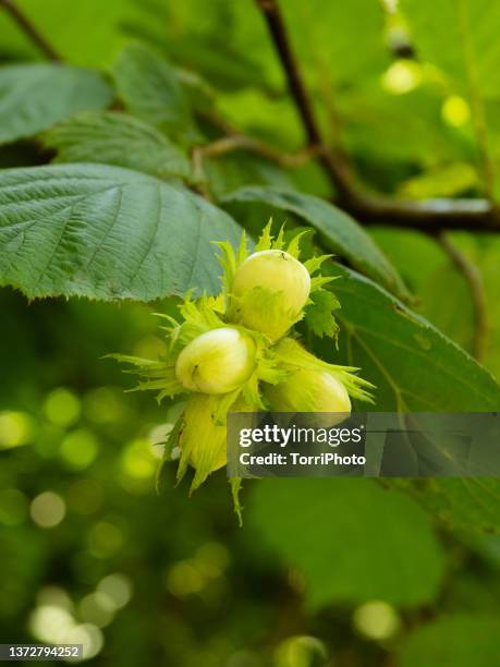 close-up of hazelnuts on a twig in summer - hazelaar stockfoto's en -beelden