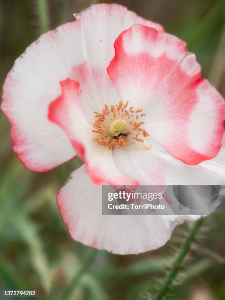 close-up white and red petals poppy on blurred background - fleur de pavot photos et images de collection