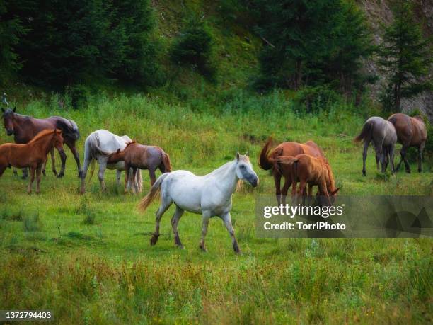 a herd of horses grazes in a mountain valley with bright green fresh grass - horse grazing stock pictures, royalty-free photos & images