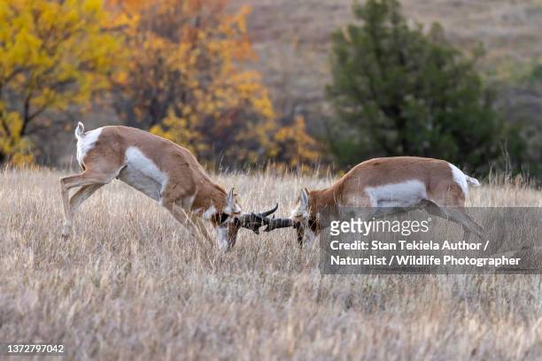 pronghorn bucks fighting - 動物の行動 ストックフォトと画像