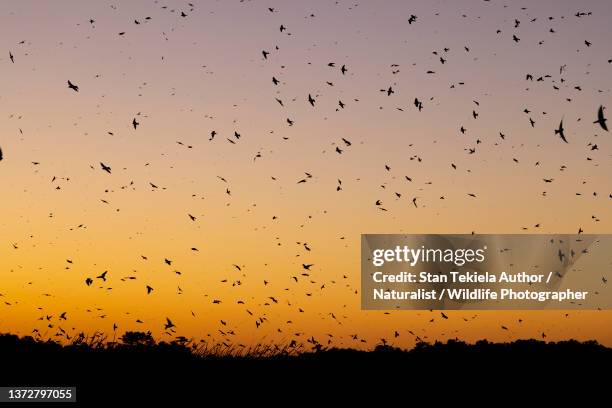 Martin Flock Pattern 380 Purple Martin Bird Stock Photos, High-Res Pictures, and Images ...