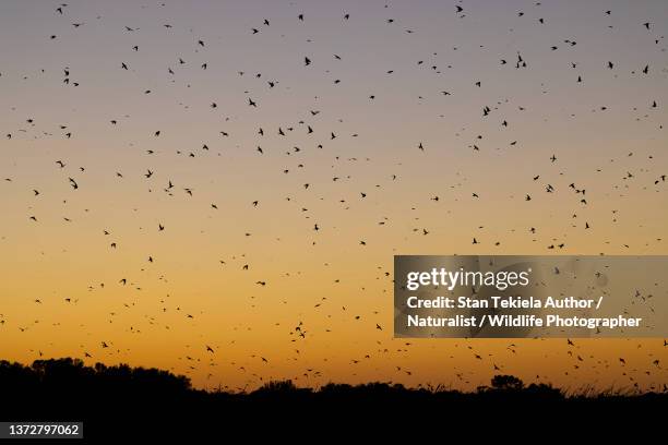 purple martin roost at sunset - perch foto e immagini stock