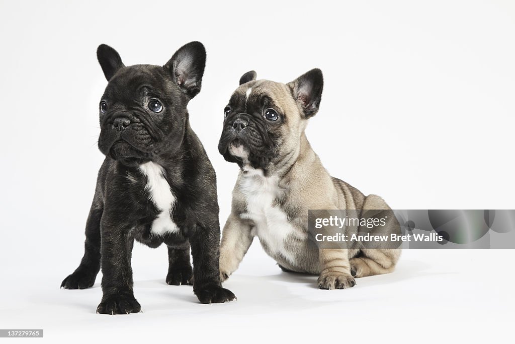 Two pedigree French Bulldog Puppies on white