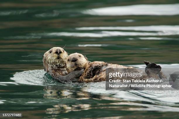 sea otter mother and young, cub - animals in the wild stockfoto's en -beelden