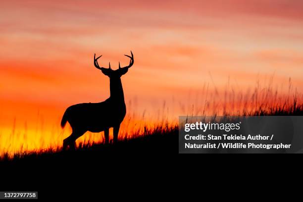 white-tailed deer buck rut - rutting stock-fotos und bilder