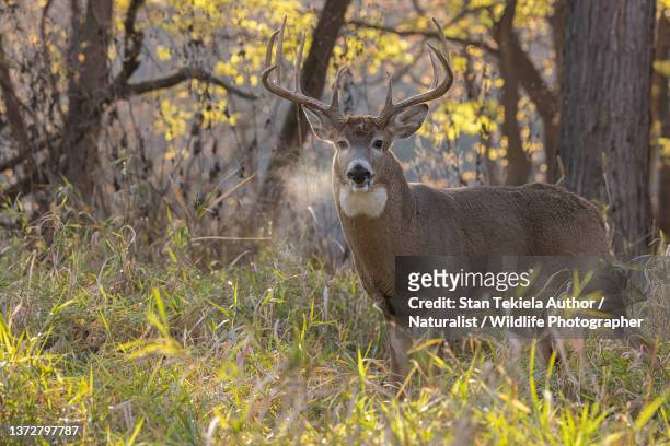 white-tailed deer buck rut - witstaarthert stockfoto's en -beelden