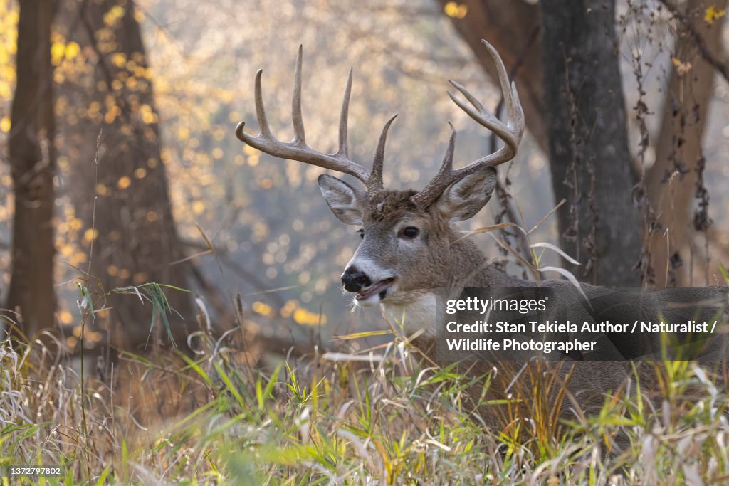 White-tailed Deer buck rut