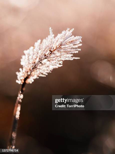 spikelet of grass with hoarfrost in backlight on brown background - autumn frost stock pictures, royalty-free photos & images