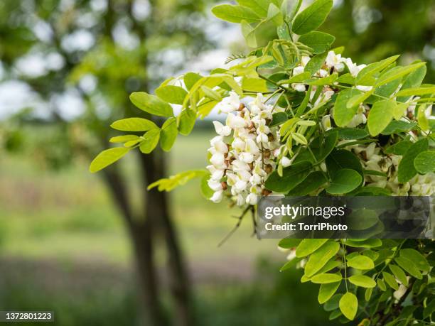 blooming white acacia in spring forest - acacia tree stock pictures, royalty-free photos & images