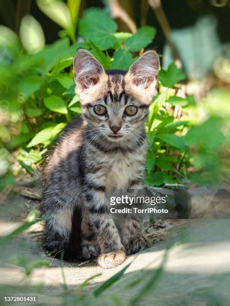 kitten in green grass - grey kitten stock pictures, royalty-free photos & images