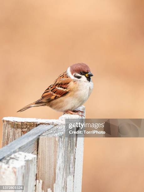 cute sparrow perching on old wooden fence against orange blurred background in autumn garden - yellow perch bildbanksfoton och bilder