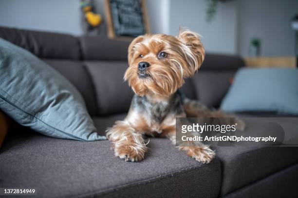 portrait of cute yorkshire terrier dog on the sofa. - yorkshireterriër stockfoto's en -beelden