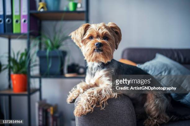 portrait of cute yorkshire terrier dog on the sofa. - 家畜 個照片及圖片檔