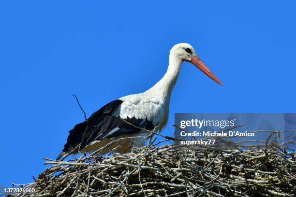 white stork (ciconia ciconia) - stork stock pictures, royalty-free photos & images