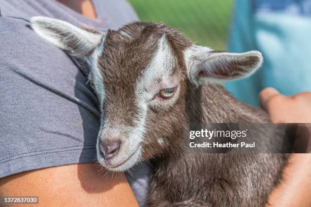 a young goat kid being held by a person - goat pen stock pictures, royalty-free photos & images