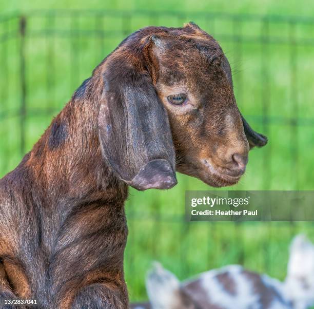 close-up of a young male goat kid with cute curled ears in a wire pen - goat pen stock pictures, royalty-free photos & images